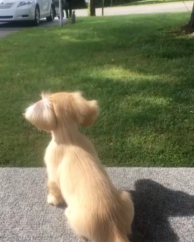 DogsOf Instagramのインスタグラム：「“This has gotten over 8.5+ million views on TikTok so I guess I should post it to the gram now. 🤷‍♀️ ❤️ 🐶 “ writes @jillianpgriffith   #dogsofinstagram」