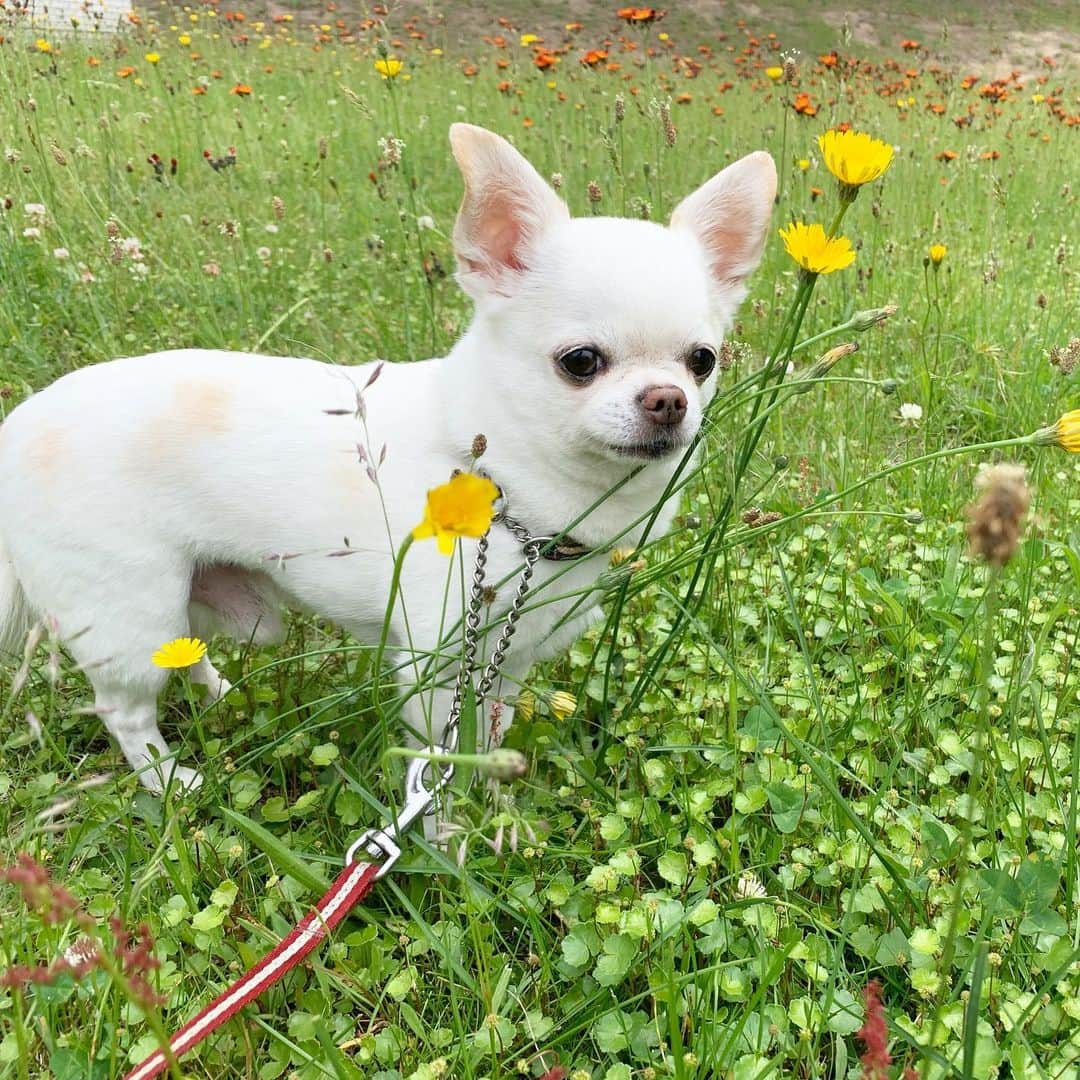KORIKIのインスタグラム：「おはようございます♪ * #dogofsapporo #dog, #dogs, #dogstagram,#chihuahua,#犬バカ部,#チワワ,#koriki, #hanadog #白スムチ連合会, #スムチー,  #dogofthedayjp, #dogoftheday  #ilovemydog #instadog #instapet #WhiteChihuahua  #吉娃娃 #치와와  #dogsofinstagram #Chihuahualover  #ชิวาวา #チワワの輪 #barkbox #WhiteChihuahuaParty #もふもふモフモフ」