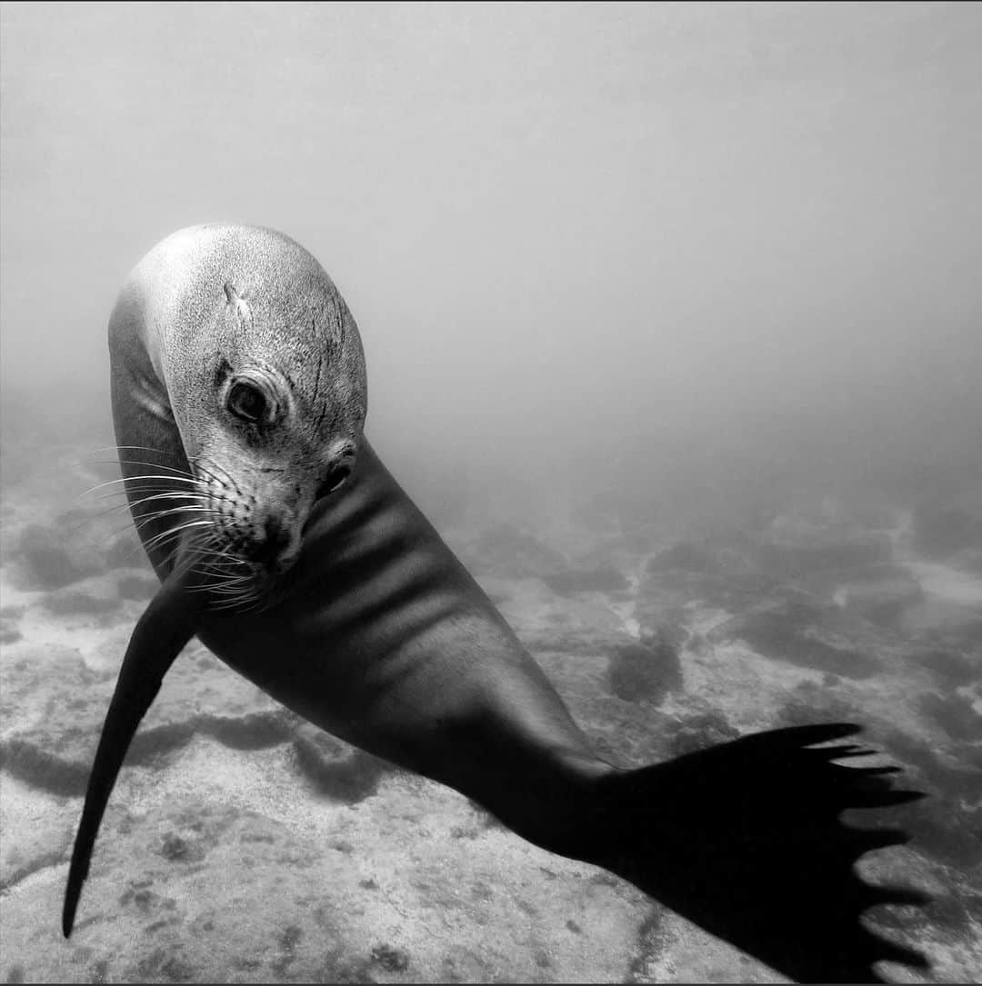 二木あいさんのインスタグラム写真 - (二木あいInstagram)「Thank you for all the Birthday wishes🥰 ﻿ ﻿ Photographed by Ai FUTAKI﻿ ﻿ #underwater #freediving #underwaterworld #onebreath #zen #tranquility #health #love #happiness #smile #life #calmness #mindfulness #communication #mind #serenity #beauty #oneness #interaction #nature #ocean #earth #coexist #connection #message #blancpainoceancommitment #mymizu #aifutaki」7月1日 7時38分 - aifutaki