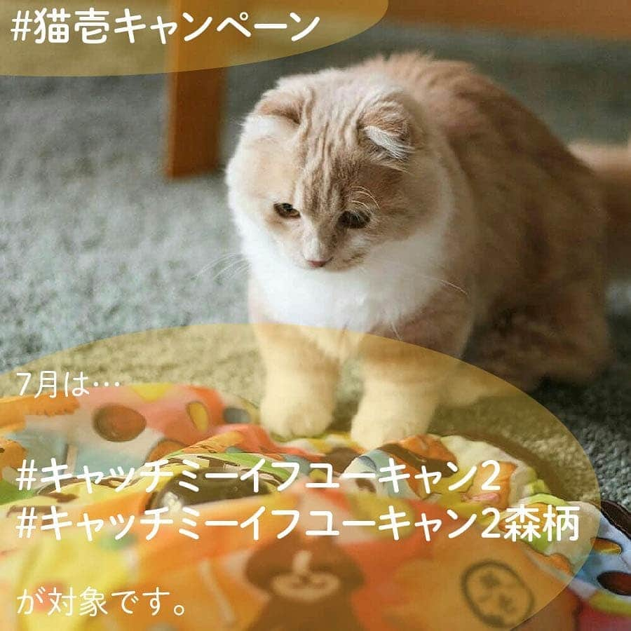 猫壱（ねこいち•ネコイチ）さんのインスタグラム写真 - (猫壱（ねこいち•ネコイチ）Instagram)「【Instagramに投稿して猫壱商品を貰っちゃおう7月✨応募要項】 ▫ ▫ ＊＊★応募要項★＊＊ ▫ ▫ ① 猫壱Instagramアカウントをフォロー♥ ▫ ▫ ② #キャッチミーイフユーキャン2 と一緒に写真・動画を撮りましょう📷✨ ▫ ▫ ▫ ③【#猫壱キャンペーン 】・【#猫壱 】 ・【#キャッチミーイフユーキャン2 】のハッシュタグをつけてお写真や動画を投稿♪ ▫ ▫ お写真や動画をポストするときには猫壱にタグ付けしてもらえればうれしいです😃✨ ▫ ▫ ★対象商品 ▫ #キャッチミーイフユーキャン2 #キャッチミーイフユーキャン森柄  ▫ ▫ ★対象期間 ・2020年7月1日～7月31日 ▫ ★受賞 写真　金賞・銀賞・銅賞　3名 ▫ 動画　金賞・銀賞　2名  →商品プレゼント（一部除外あり）＆#猫壱非売品シールプレゼント ▫ ▫ ▼ご注意▼ ①【 猫壱の商品 】だと明確にわかる動画・写真をお撮りください。 ▫ ・ ②7月以前のお写真でも応募できますが、ポストしなおしてください。 ▫ ▫ ご投稿頂いた写真や動画の中で、面白いお写真・動画は猫壱がリポストして、皆様にご紹介します♪ ▫ ▫ たくさんのご応募お待ちしています😉 ▫ ▫ ▫ ▫ #ねこ #ネコ #猫好き #ねこらぶ #猫#ペット  #necoichi #cat #kitty  #kitten #pet#にゃんだふるらいふ #猫好きさんと繋がりたい #ねこすたぐらむ#写真募集 ▫ #猫壱キャンペーン概要」7月1日 7時49分 - necoichicojp