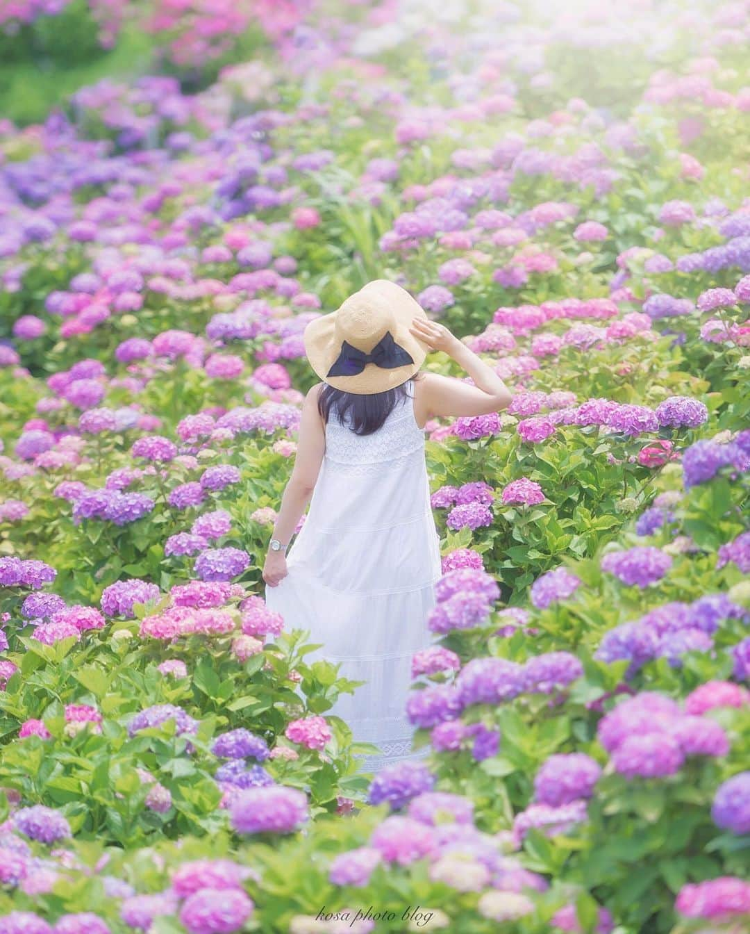 コサさんのインスタグラム写真 - (コサInstagram)「紫陽花に囲まれて . Location:三重 Mie / Japan🇯🇵 Date:2020年6月 . #紫陽花 #visitmie #visit_tokai #light_nikon #sorakataphoto  #LBJ_VIP #広がり同盟メンバー #nipponpic_member #special_spot_vip #bestphoto_japan #art_of_japan_ #tokyocameraclub #dpj_member #IG_PHOS #photo_jpn #ptk_japan #pt_life_ #bestjapanpics #jp_portrait部  #Rox_Captures #jp_mood #IGersJP #Japan_Daytime_View #jgrv_member #colore_de_saison #japan_bestpic_ #lovers_amazing_group #Lap_2020 #raw_community_member #ポトレ撮影隊」7月1日 8時01分 - kosa_photo