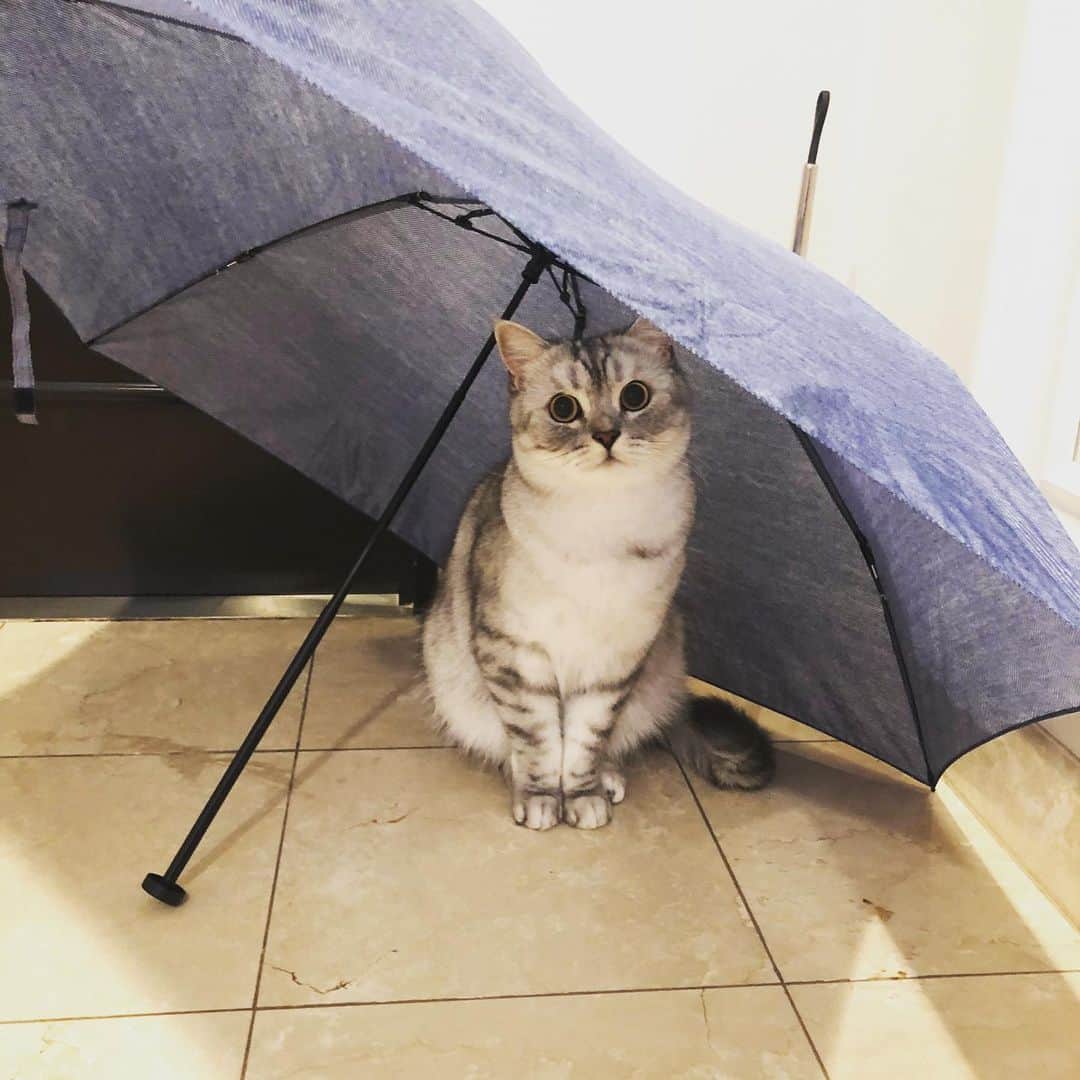 雨宮朋絵さんのインスタグラム写真 - (雨宮朋絵Instagram)「おはようございます。 今日は各地でたくさん雨が降るみたいですね。 皆さま気をつけてお出かけください  #ねこすたぐらむ  #ねこ  #にゃんこ  #にゃんすたぐらむ  #猫」7月1日 8時03分 - amemiyatomoe