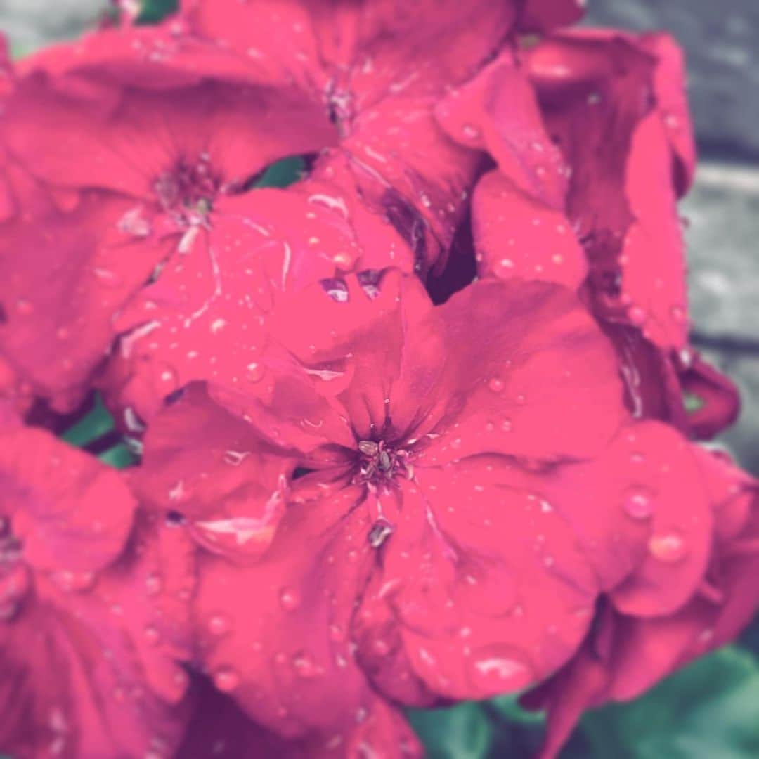 中野敬久さんのインスタグラム写真 - (中野敬久Instagram)「#flowers #flowersoflife #red #wet #rain #hope」7月1日 8時10分 - hirohisanakano