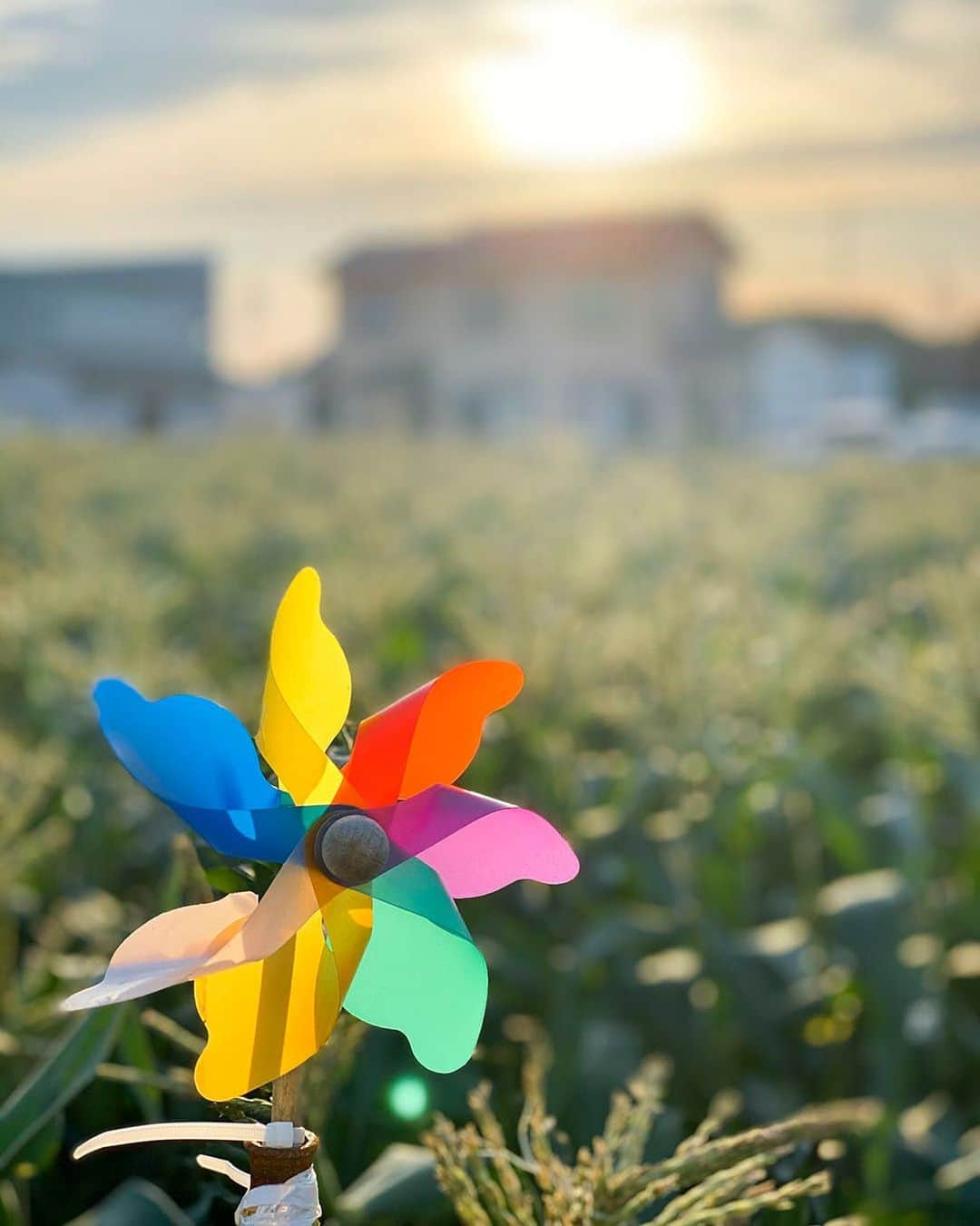 愛知県田原市さんのインスタグラム写真 - (愛知県田原市Instagram)「I'm watching over the cornfield  トウモロコシ畑で見守ってるよ *  * #スゴイ雨だったね#みんな大丈夫？#今日から7月 なんだか懐かしい#風ぐるま 田原は#とうもろこし もたくさーん#朝採りとうもろこし#むちゃくちゃ甘いよ#かざぐるま と#おひさま と仲良く#甘み増し増し  * #たはら暮らし  #渥美半島#田原市#田原#伊良湖岬#伊良湖#赤羽根#菜の花浪漫街道  #tahara#irago#akabane #サーフィン#surfing#田舎暮らし#日々の暮らし#休日の過ごし方#スローライフ#instagramjaran#igersjp」7月1日 8時13分 - tahara_kurashi