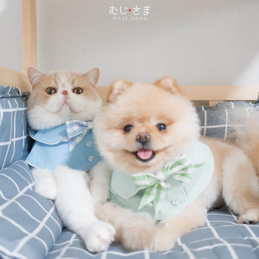 むじさまさんのインスタグラム写真 - (むじさまInstagram)「🐶🐱 👉🏻 @p.puppyproud」6月30日 23時27分 - mujisama