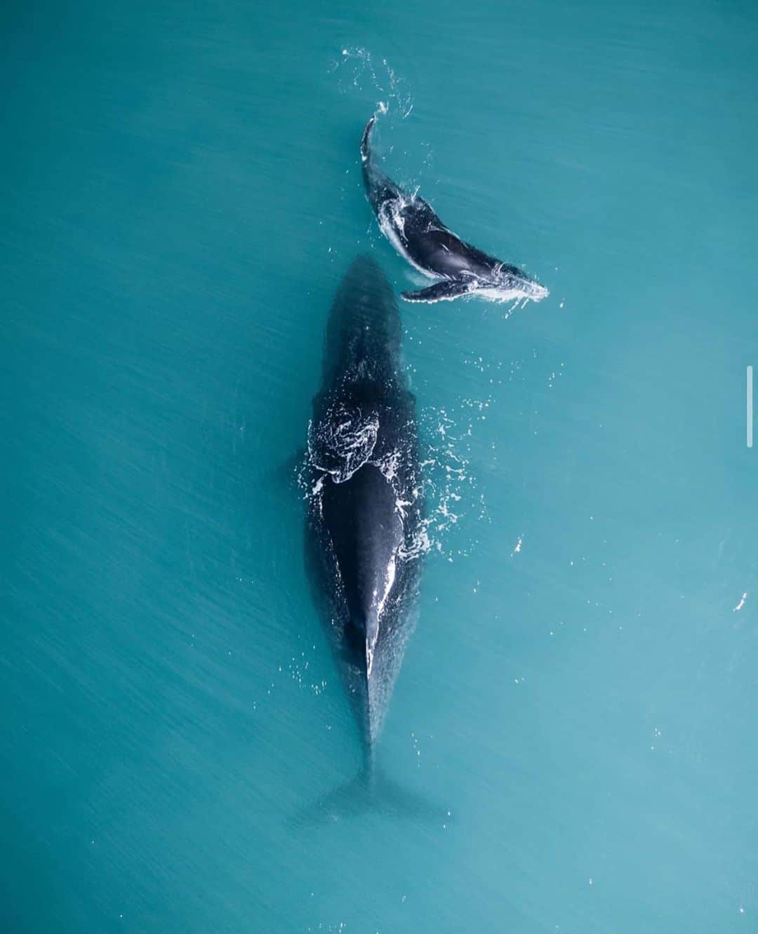 のインスタグラム：「Stunning image of this mother and daughter humpback whale. Photography  @from.miles.away  Curated by @henry.nathan  #humpbackwhale #nature #ocean #sealife #birdseyeview」