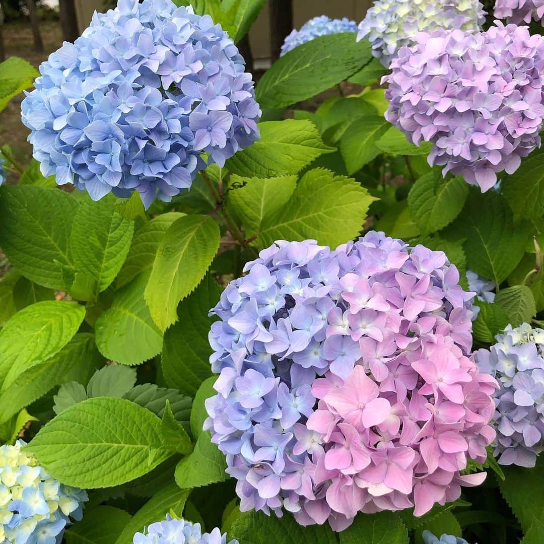 村井美樹さんのインスタグラム写真 - (村井美樹Instagram)「6月が終わる。コロナコロナと言ってるうちに、今年ももう半年過ぎちゃった…。 私の好きな紫陽花もそろそろ見納め。 ということで、少し前に撮った紫陽花の写真を。 娘も紫陽花が好きらしく、見かけるといつも「あじしゃい、きれー！」って言ってました☺️ . #紫陽花」6月30日 23時39分 - miki_murai_