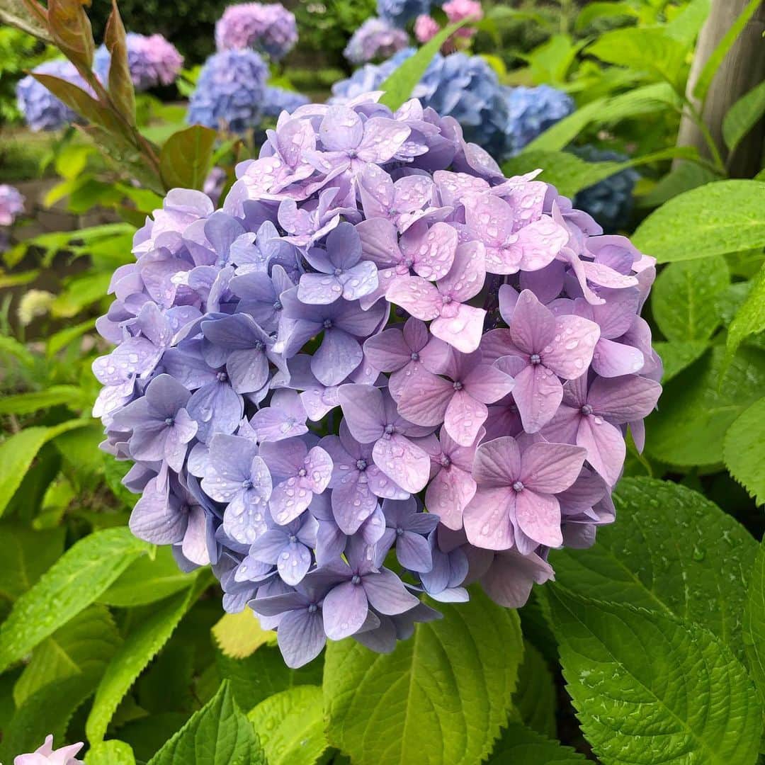 村井美樹さんのインスタグラム写真 - (村井美樹Instagram)「6月が終わる。コロナコロナと言ってるうちに、今年ももう半年過ぎちゃった…。 私の好きな紫陽花もそろそろ見納め。 ということで、少し前に撮った紫陽花の写真を。 娘も紫陽花が好きらしく、見かけるといつも「あじしゃい、きれー！」って言ってました☺️ . #紫陽花」6月30日 23時39分 - miki_murai_