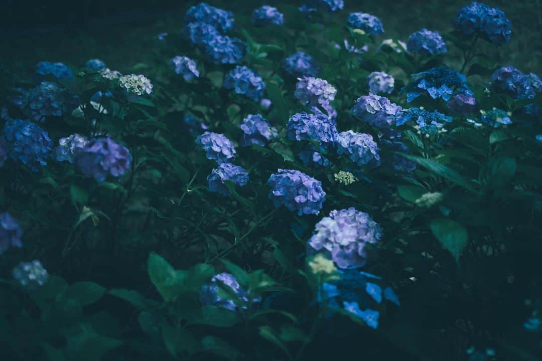 奥野香耶のインスタグラム：「photo(@tkhsmnr108 ) #紫陽花 #photography #昭和記念公園 #japan」
