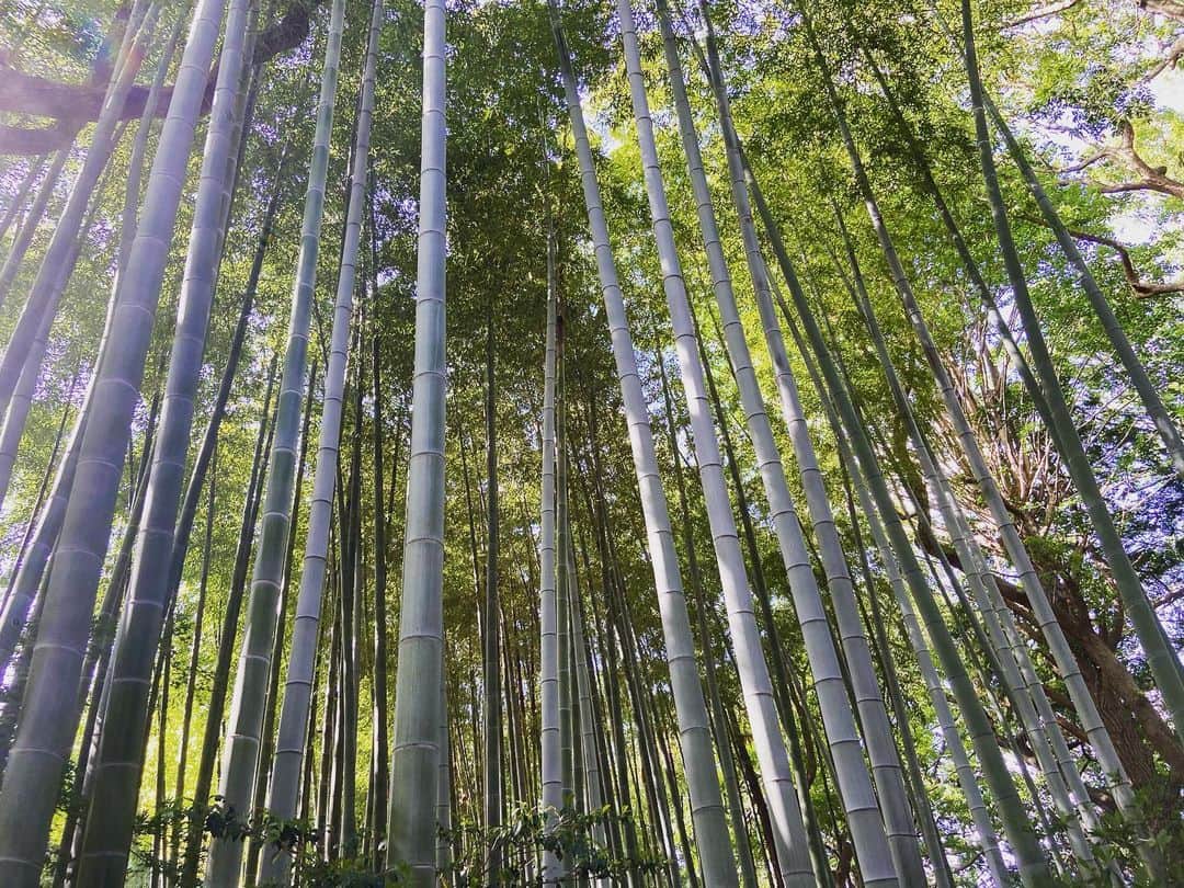 小林 ディスカスさんのインスタグラム写真 - (小林 ディスカスInstagram)「祖母の家に竹林があったので、 昔は何とも思わなかったけど、 大人になった今、改めて、竹林を見ると、 真っ直ぐで、 凛とした美しい姿に、 心が震える👱🏽‍♂️💙💙💙🎋  #tokyo #japan #大宮八幡宮 #竹林 #東京 #bamboo」6月30日 23時48分 - discus_kobayashi