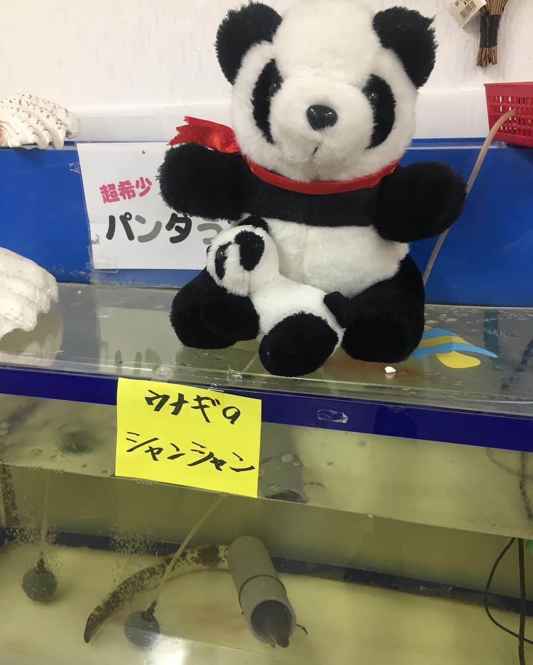 トロたんさんのインスタグラム写真 - (トロたんInstagram)「トロたんと旅するIN愛知 【4枚目トライポフォビアの方はちょっとだけ閲覧注意⚠】 国の天然記念物 愛知竹島！※愛知県蒲郡市の三河湾に浮かぶ小島の無人島 パワースポット八百富神社風がめちゃくちゃ強かった…！ そして激推しきておきたい 竹島ファンタジー館！※一般受けは悪いみたいですが個人的にゾクゾクして凄い好きな空間でした。 5500万個の貝殻がここに来ればみれますあっちもこっちも貝殻です。 とにかく貝殻！ワシントン条約で今は手に入らない貝殻がゴロゴロあって感激しました🤣 無理な人多そうだからのせれませんが フジツボとかのプツプツとかゾワゾワして好きだって気づいちゃったよね🥺 #トロたんと旅する #八百富神社  #愛知 #愛知県 #蒲郡 #竹島 #竹島ファンタジー館 #貝殻 #貝 #観光地 #トライポフォビア #museum  #旅スタグラム #旅行 #旅行好き女子 #観光 #たびすたぐらむ #tbt #Japanese #japanesegirl  #selfie #Japan #Japantrip #Japantravel #animal #女子旅  #旅 #trip #travel #photo」7月1日 0時07分 - torotan_tan