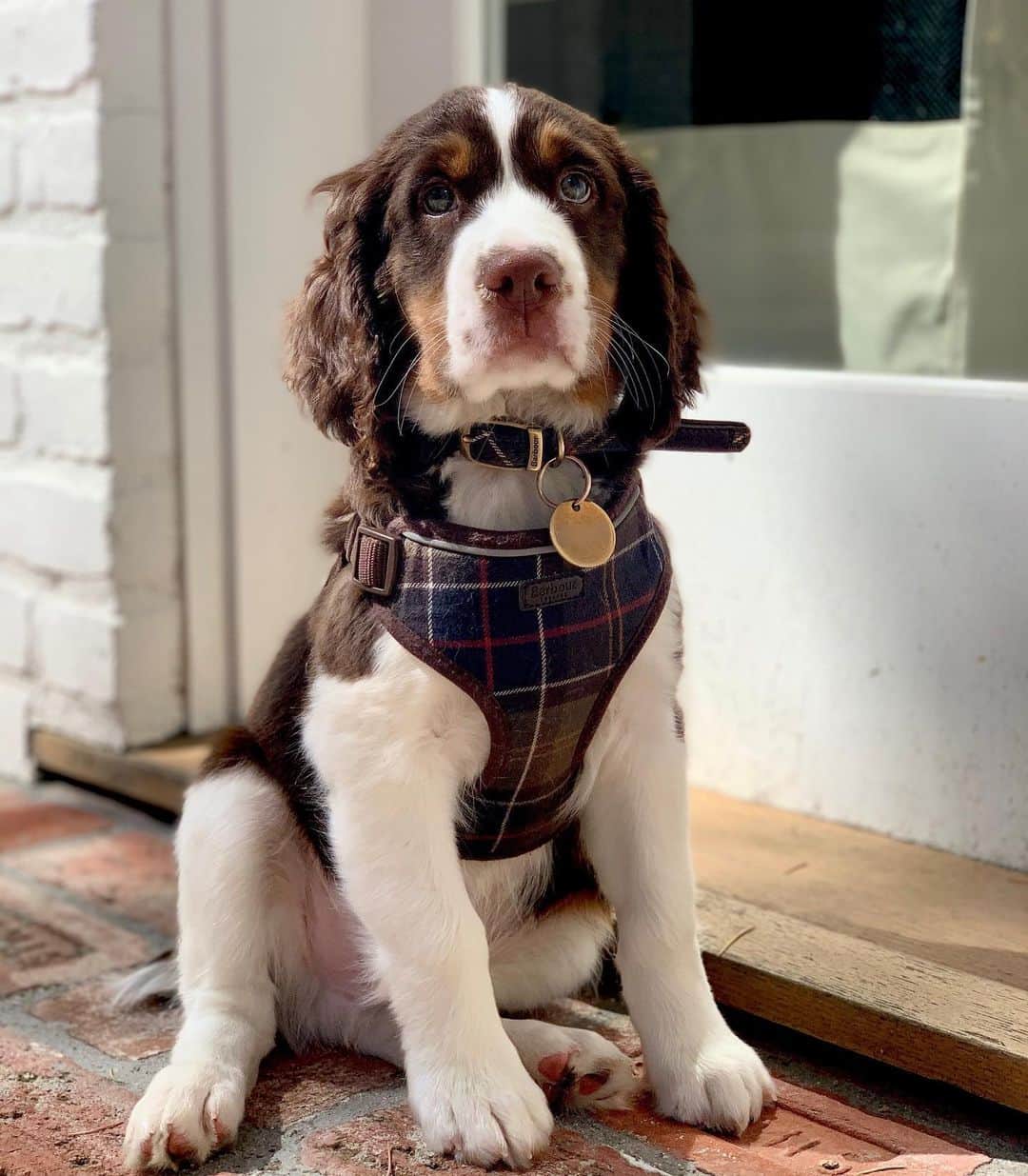 ジョシュア・ダラスのインスタグラム：「My new buddy, Digby George Barclay Barkley Dallas. 😍🐶#puppy #puppylove #dog」