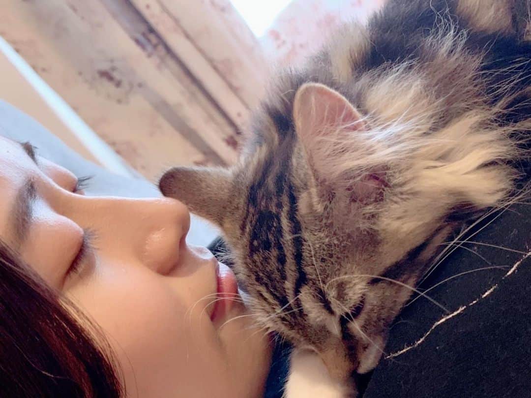 内木志のインスタグラム：「7月なった〜♪ 通信規制辛かった🤣 19日にはフォトブックの発売イベントもあるので皆さんに会えるの楽しみにしてます💕 #内木ショパン #ノルウェージャンフォレストキャット #🇳🇴 #ノルウェージャン　#ねこすたぐらむ  #ペット　#猫　#仔猫 #ねこのいる生活 #ねこのいる暮らし」