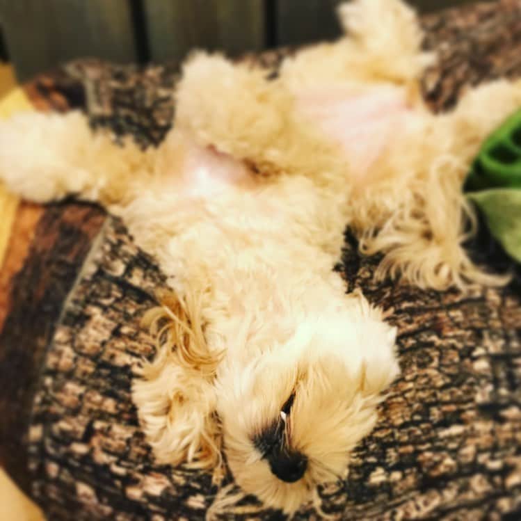 北山陽一のインスタグラム：「暑くなってきたからねえ… #きたやまおかき」