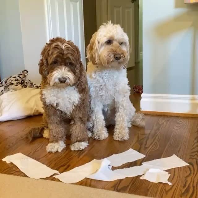 DogsOf Instagramのインスタグラム：「“Quarantine has brought our guilt slide coordination to new levels. 💯 💥 🎯 “ writes @jolenethedollydoodle   #dogsofinstagram」
