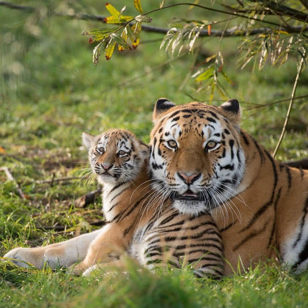 Discoveryさんのインスタグラム写真 - (DiscoveryInstagram)「A Russian tiger with her cub. #TigerTuesday  . . #tigers #tigermom #wildlifeonearth #babyanimals #naturelovers #aroundtheworld #parenting #tigerking #bigcatsofinstagram #russiantiger #SiberianTiger #endangeredspecies #ProjectCAT」7月1日 1時10分 - discovery