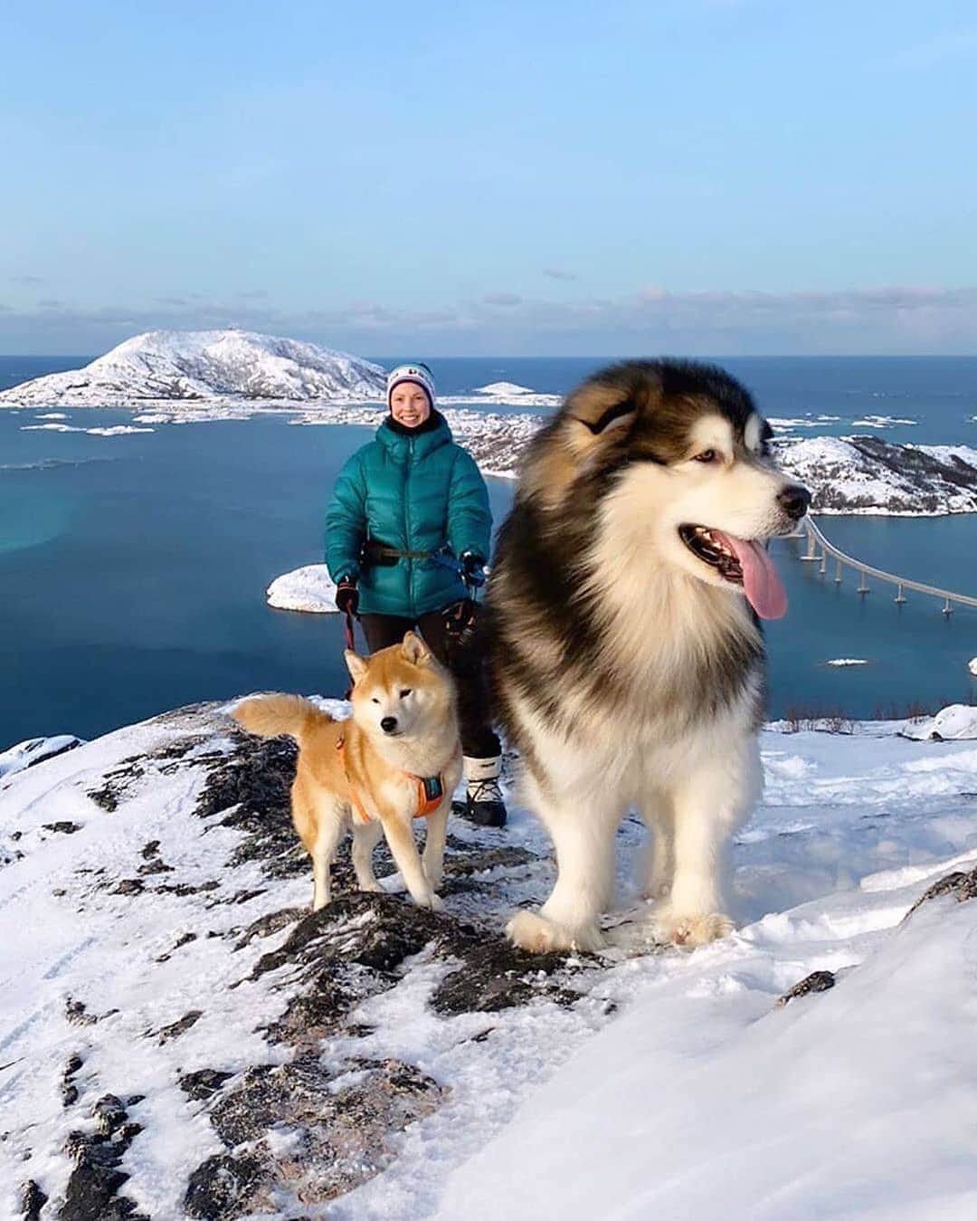 Cute baby animal videos picsさんのインスタグラム写真 - (Cute baby animal videos picsInstagram)「Hiking with friends in Northern Norway🏔🐶 Photo by @pernilleberglund」7月1日 1時49分 - cutie.animals.page
