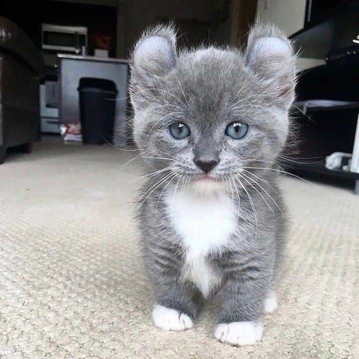 Baby Animalsさんのインスタグラム写真 - (Baby AnimalsInstagram)「Seriously though, have you ever seen a cuter kitten?」7月1日 2時06分 - thebabyanimals