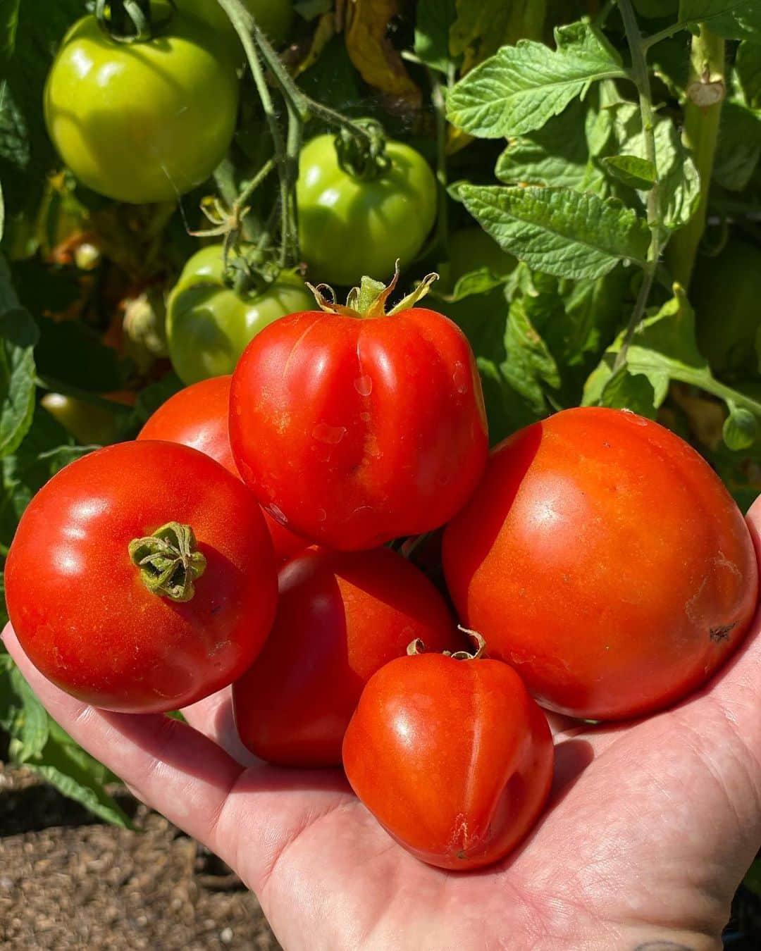 P!nk（ピンク）さんのインスタグラム写真 - (P!nk（ピンク）Instagram)「Been trying to grow tomatoes for five years. Finally!!!! I beat the gophers to it. I win I win I win」7月1日 2時47分 - pink
