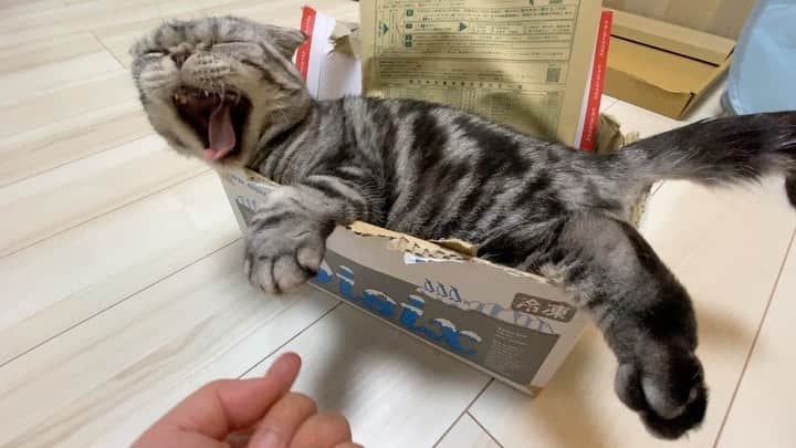 Shishi-maruのインスタグラム：「🐱 書類を押し入れにしまいたいのに、出て行ってくれない…でもそれでいい。﻿ 🐱Good night﻿ ーーーーーーーーーーーーー﻿ 🌺「渋ネコ ししまるさん」ねこのきもちWEB MAGAZINE にて毎週金曜日エッセイの連載中﻿ ーーーーーーーーーーー﻿ 📕「ぷっちねこ。」「3匹のちいさな猫を召喚できたなら」「ちいさな猫を召喚できたなら」徳間書店より単行本発売中﻿ ーーーーーーーーーーー﻿ ⭐︎ねこ漫画→@tacos_cat﻿ 🌺Twitter →@taco_emonemon﻿ ーーーーーーーーーーー」