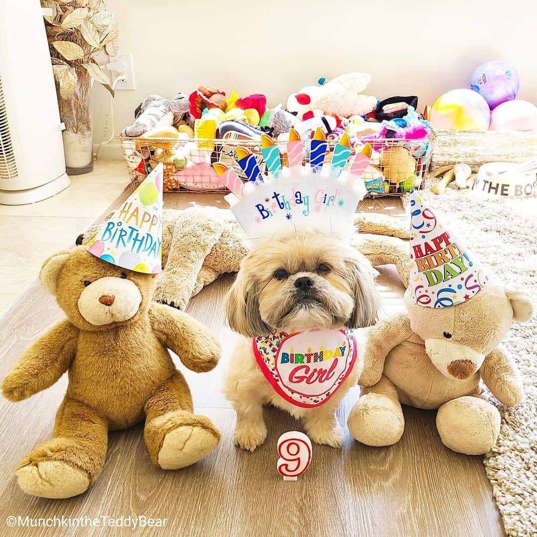 Original Teddy Bear Dogさんのインスタグラム写真 - (Original Teddy Bear DogInstagram)「It's my Birthday!! 😀 🎂🎁🎉🎈🍭🍰🐾🐶 9️⃣9️⃣9️⃣」7月1日 3時00分 - munchkintheteddybear