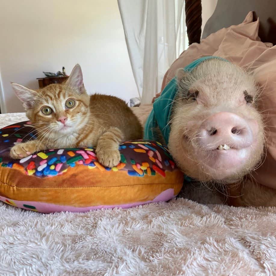 Priscilla and Poppletonさんのインスタグラム写真 - (Priscilla and PoppletonInstagram)「Pop was so happy Tigger came and snuggled by him. But guess what? Winnie came and snuggled by me! I think she likes me! Best catnap ever!🐷💗🐱」7月1日 3時21分 - prissy_pig
