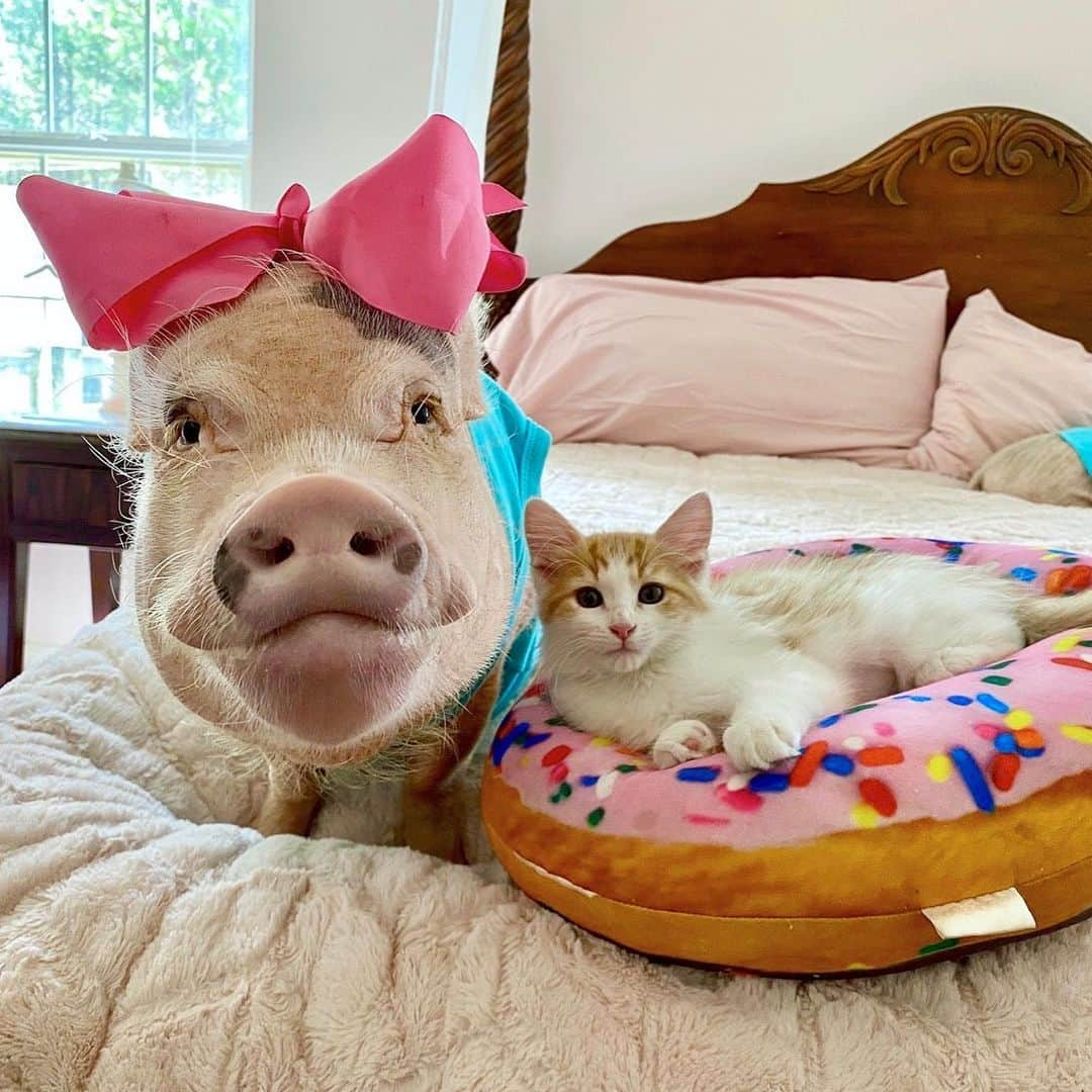 Priscilla and Poppletonさんのインスタグラム写真 - (Priscilla and PoppletonInstagram)「Pop was so happy Tigger came and snuggled by him. But guess what? Winnie came and snuggled by me! I think she likes me! Best catnap ever!🐷💗🐱」7月1日 3時21分 - prissy_pig