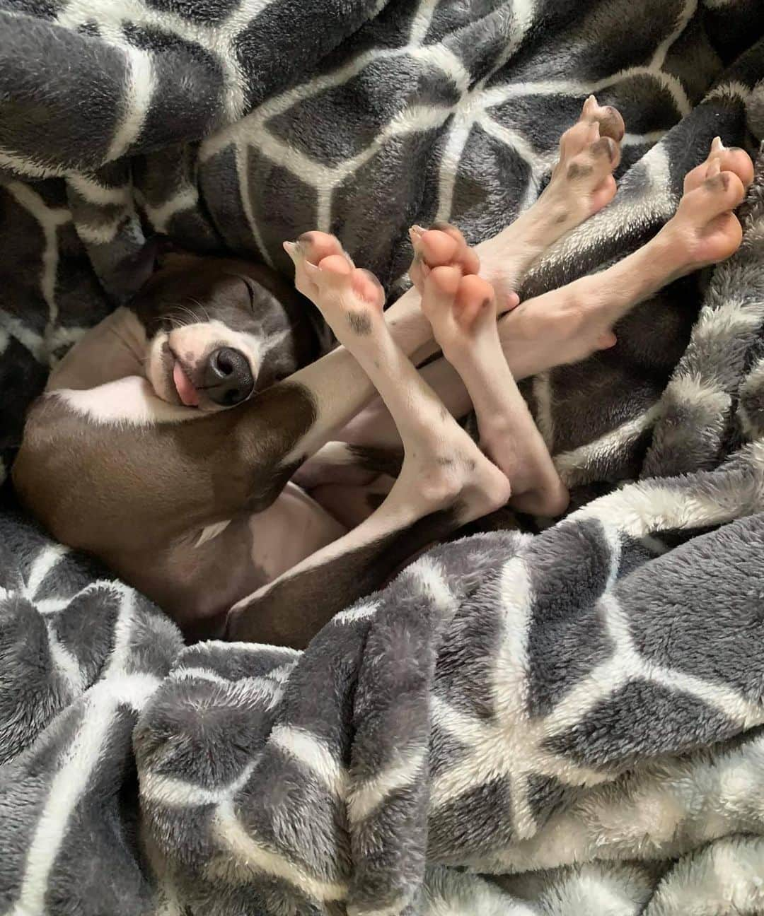 BarkBoxさんのインスタグラム写真 - (BarkBoxInstagram)「Does your dog sit weird or are they normal; a series 😂 . TAG US IN YOUR #WEIRDSITS . . Reddit u/felinebarbecue  @mia.the.staffy Twitter.com/ohmythatsbritt @wheelertheweim  Janet Fennel from Facebook @super_scooty  @liberty.louise.cooke  @funnwithfinn  @eriszoi  @brimthemastiff」7月1日 3時51分 - barkbox