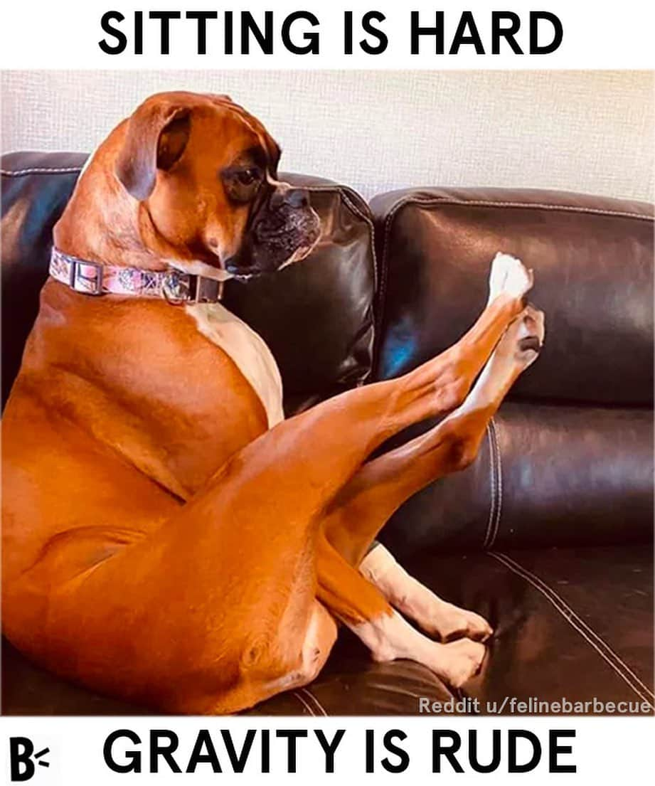 BarkBoxさんのインスタグラム写真 - (BarkBoxInstagram)「Does your dog sit weird or are they normal; a series 😂 . TAG US IN YOUR #WEIRDSITS . . Reddit u/felinebarbecue  @mia.the.staffy Twitter.com/ohmythatsbritt @wheelertheweim  Janet Fennel from Facebook @super_scooty  @liberty.louise.cooke  @funnwithfinn  @eriszoi  @brimthemastiff」7月1日 3時51分 - barkbox