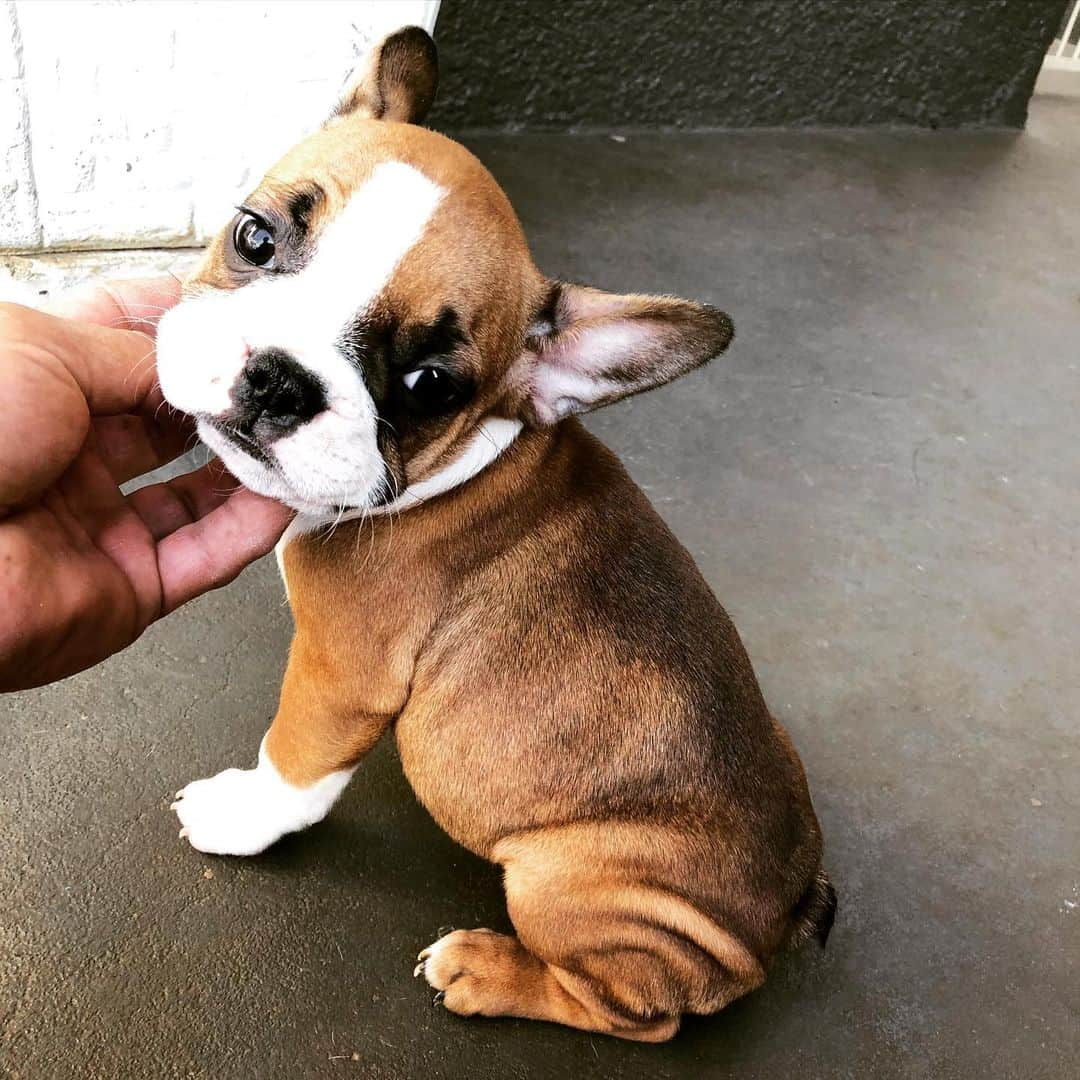 Regeneratti&Oliveira Kennelさんのインスタグラム写真 - (Regeneratti&Oliveira KennelInstagram)「😍❤️ #Stella #frenchie #frenchbulldog」7月1日 4時34分 - jmarcoz