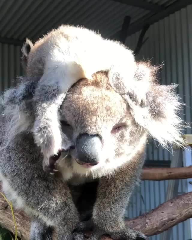 Australiaのインスタグラム