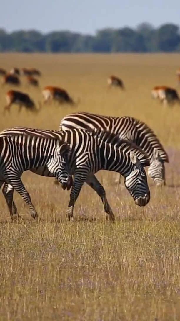 Lonely Planetのインスタグラム：「Sustainable travel boosts the local economies you visit. Here are 5 expert tips on how you can lessen your environmental impact. @wearefranklinbailey @pdpfranklin」