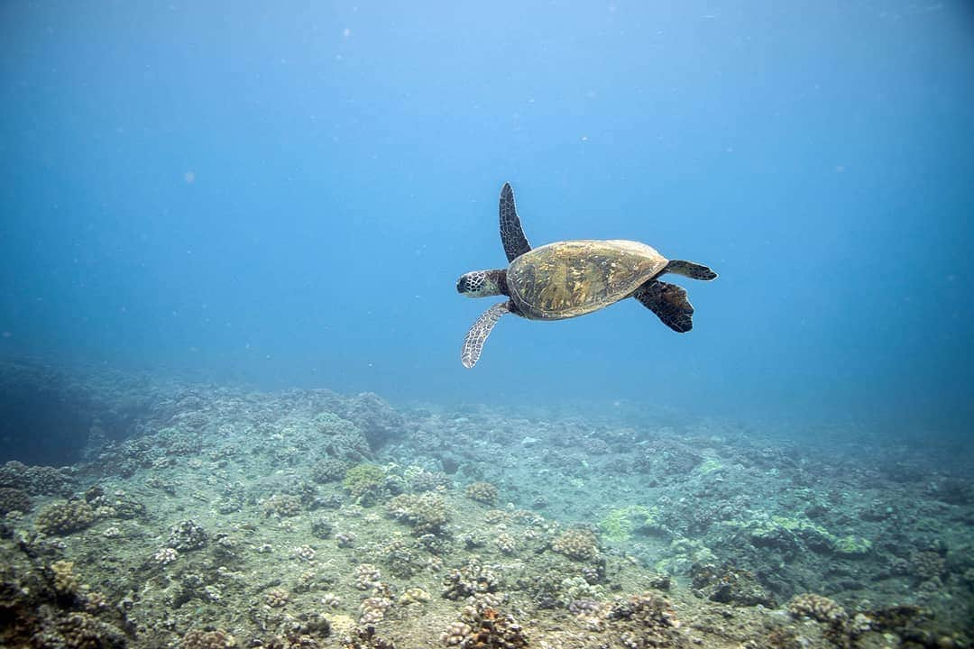 And Youさんのインスタグラム写真 - (And YouInstagram)「Where do you think all of the world's turtle shells end up? 🤔. ​. ​. ​. ​. ​. ​. ​#questionoftheday #seaturtle #turtletuesday #honu #shells」7月1日 5時46分 - dolphinsandyou