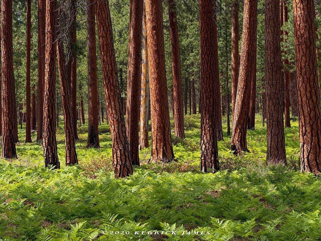 Ricoh Imagingさんのインスタグラム写真 - (Ricoh ImagingInstagram)「Posted @withregram • @kerrickjames5 A flourishing forest of Ponderosa pines, near Sisters, Oregon. Shot with Ricoh Pentax 645Z. #ricoh #ricohimaging #ricohimages #pentaxiansunite」7月1日 6時41分 - ricohpentax
