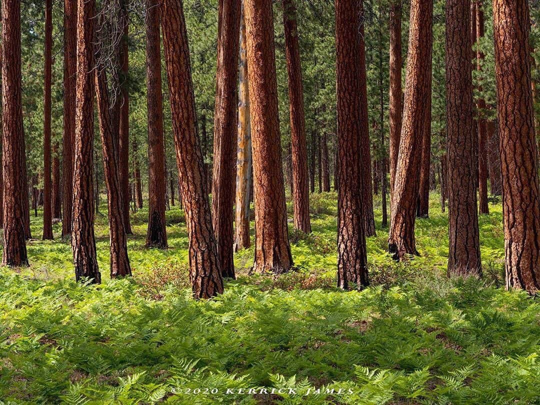 Ricoh Imagingのインスタグラム：「Posted @withregram • @kerrickjames5 A flourishing forest of Ponderosa pines, near Sisters, Oregon. Shot with Ricoh Pentax 645Z. #ricoh #ricohimaging #ricohimages #pentaxiansunite」