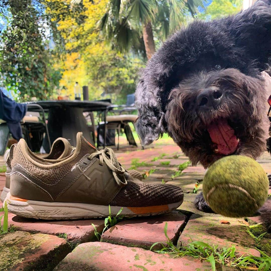 ボー・マーショフのインスタグラム：「Another picture of my ferocious labradoodle.  #doodle」