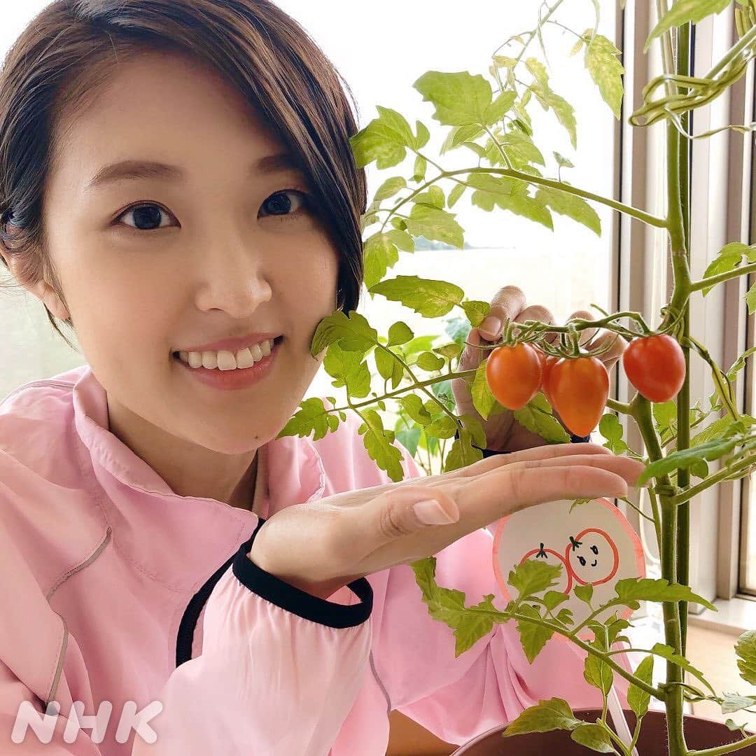あさイチさんのインスタグラム写真 - (あさイチInstagram)「おうみです。  きょうから7月、家庭菜園も6週目に入りました。 ついにトマトが赤く色づきましたよ🍅  ピーマンもまだ１つですが、実り始めています。  そろそろ収穫の日も近いかも！お楽しみに。  #家庭菜園初心者 #観察日記 ﻿#ミニトマト #ピーマン #水菜 #次回はいよいよトマト収穫? #ベイビーピーマン #一方でへたり気味の水菜 #近江友里恵 アナ﻿ #nhk #あさイチ #8時15分から」7月1日 17時52分 - nhk_asaichi