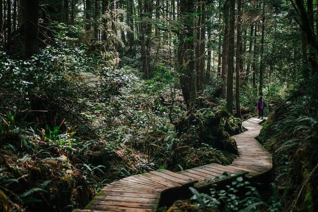 National Geographic Travelさんのインスタグラム写真 - (National Geographic TravelInstagram)「Photo by Matt Borowick @mborowick  Hidden deep within Vancouver Island is a special and beautiful place, where a hiker walks along the boarded walkway traversing the jungle of Hot Springs Cove. This incredible hike ends with a thermal river for lounging in after the moderately intense hike. But to be honest, I think the hike itself is the most rewarding part of the entire trip. Follow @mborowick for more pictures like this. #britishcolumbia #canada #travel #nature #explore」7月1日 17時08分 - natgeotravel