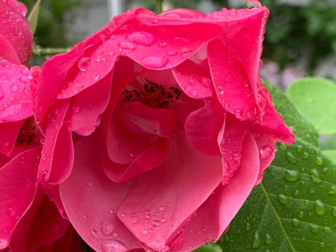 福山理子さんのインスタグラム写真 - (福山理子Instagram)「千歳でみかけた 🌹美しかった 雨に濡れると寂しげで愁いが あるよね お花なって  #新千歳 #新千歳モーターランド #花」7月1日 17時11分 - rikofukuyama