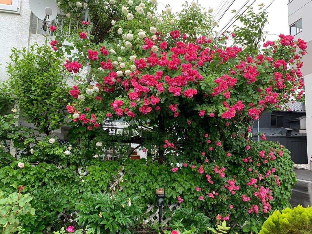 福山理子さんのインスタグラム写真 - (福山理子Instagram)「千歳でみかけた 🌹美しかった 雨に濡れると寂しげで愁いが あるよね お花なって  #新千歳 #新千歳モーターランド #花」7月1日 17時11分 - rikofukuyama
