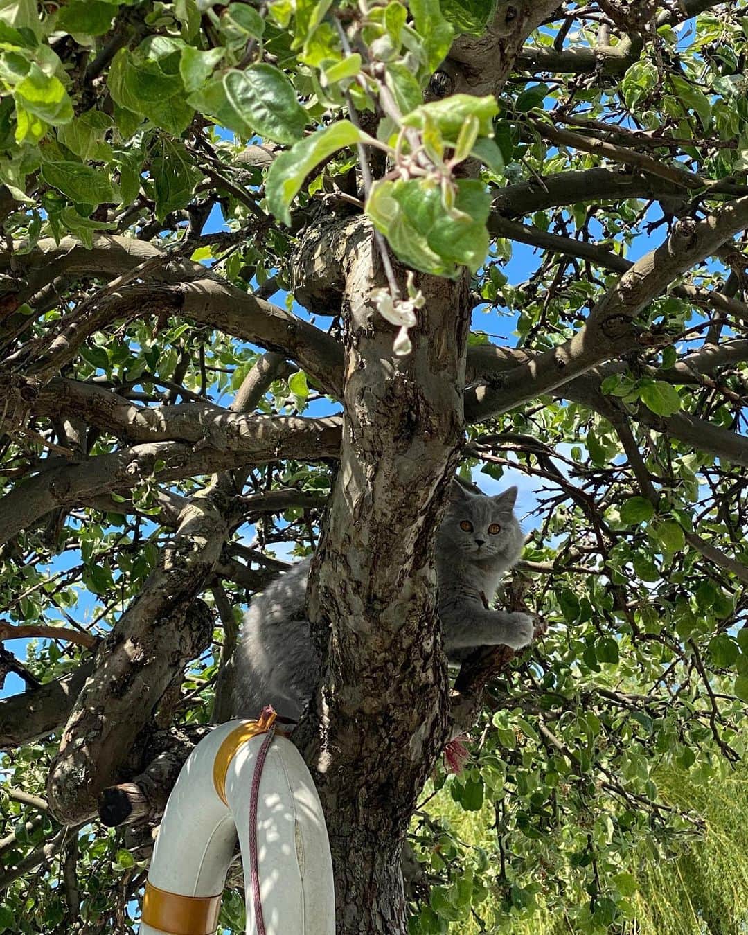 Mathilde Goehlerのインスタグラム：「MOSHU from her lookout spot in the apple tree 🍏」