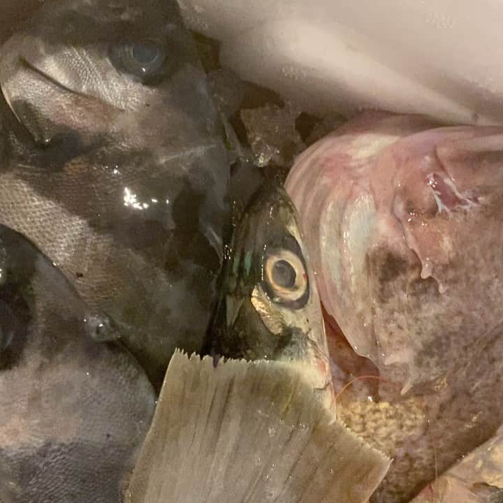 飛鳥凛のインスタグラム：「大量のお魚が届きました❤️ 動画にも撮ってアップしてゆくよ🐟」