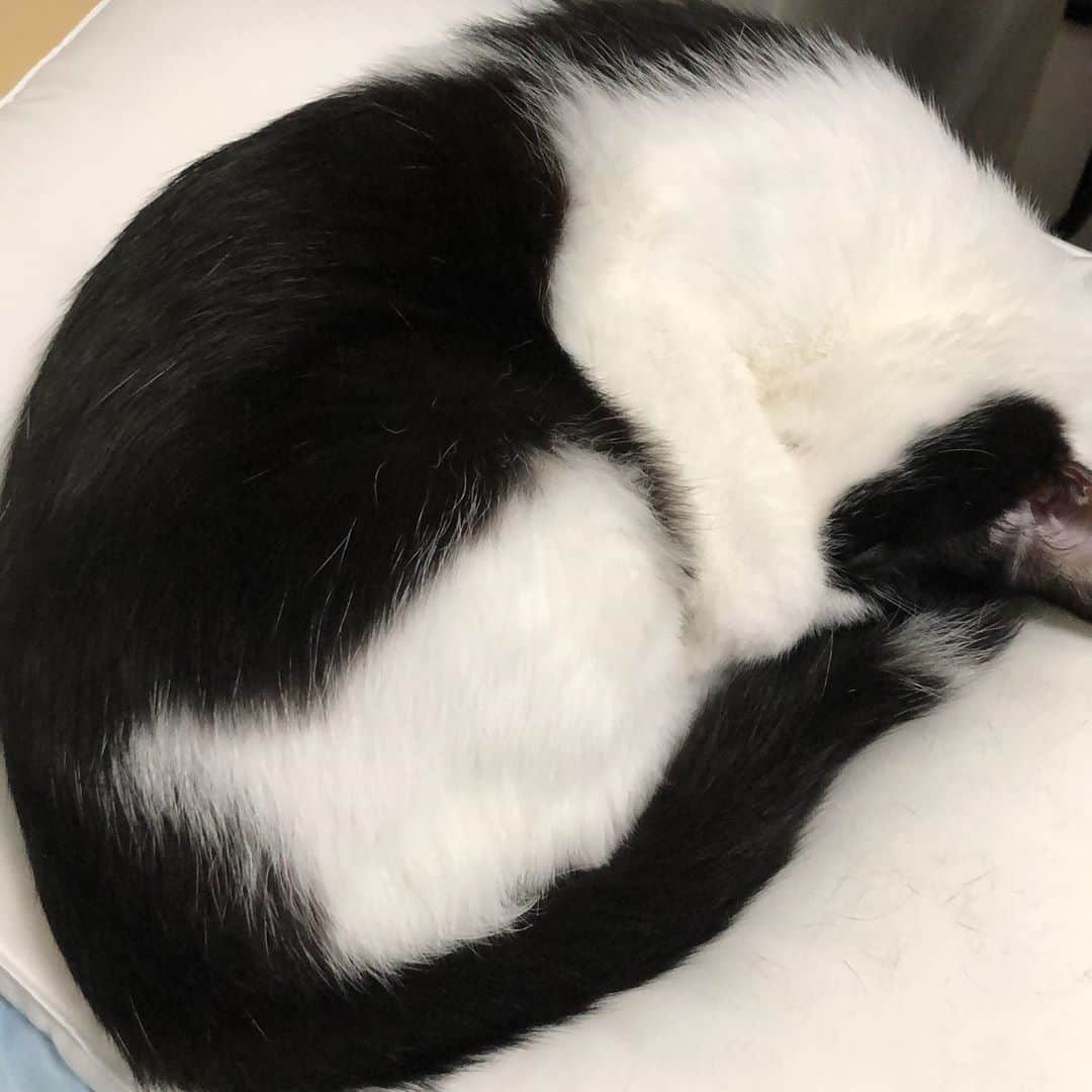 ぽんずのインスタグラム：「愛しの毛玉。 (枕毛だらけ…)  #ねこ#猫#cat#猫好き#親バカ#はちわれ#ハチワレ#はちわれ猫#ハチワレ猫#白黒猫部#にゃんすたぐらむ#ilovecat#猫大好き#うちの猫自慢#白黒猫 #我が家のぽんずくん #ちゅーちゅー妖怪」