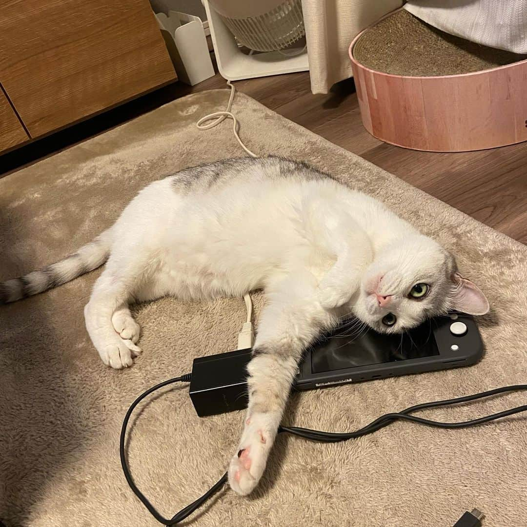 つるちゃんさんのインスタグラム写真 - (つるちゃんInstagram)「Switchの上でノビー😂 .  #猫 #ねこ #にゃんこ #美猫 #ねこ部 #ふわもこ部 #ねこすたぐらむ #ペコねこ部 #猫好きさんと繋がりたい #にゃんすたぐらむ #cat #neko #instacat #catstagram #instagramcats  #catsconnect #meowbox #picneko #bestmeow #catsofinstagram #meowed #rakutenpet」7月1日 17時38分 - tsuru.nyan