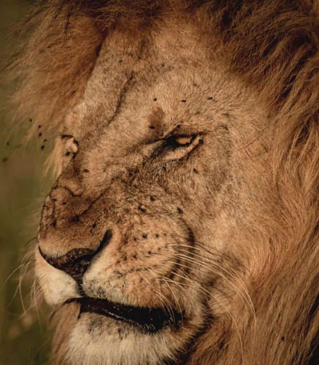 WildLifeのインスタグラム：「Follow @steve_woods_photography for more amazing shots of wildlife 👏🏼🙌🏼」