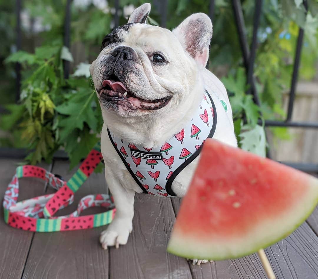 Manny The Frenchieのインスタグラム：「What looks more yummy, me or the watermelon?! 😉🍉 . . NEW @frenchie_bulldog collection just launched AND they're having a sale! Buy watermelon strap or harness and get 50% off from bogo collection!」