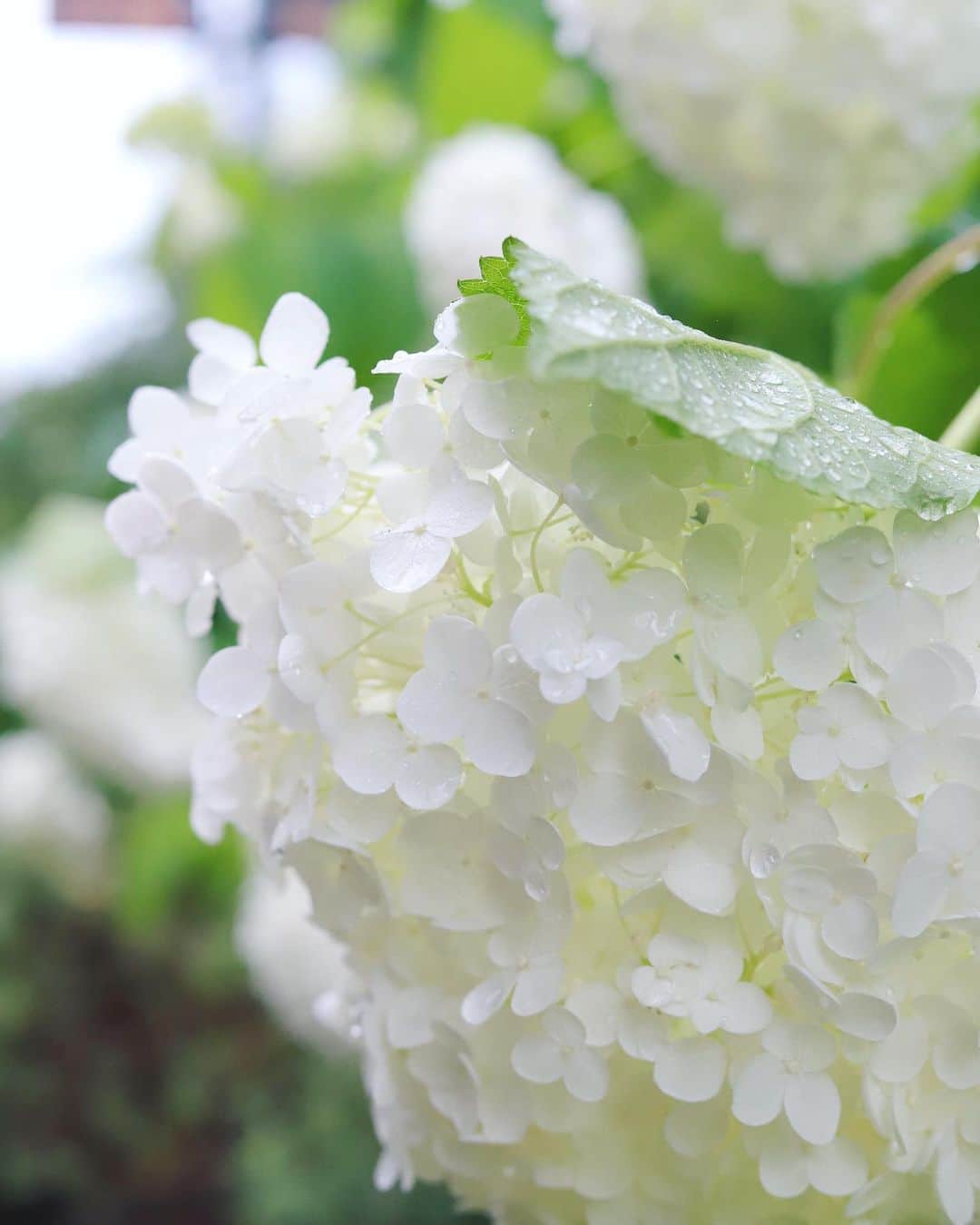 木南清香さんのインスタグラム写真 - (木南清香Instagram)「おはようございます🤍 ・ ・ 7月は大雨でスタートですね☔️ 道端で見た白い紫陽花が可愛くて、 家にも #紫陽花 を迎えました^ ^ お花屋さんに白🤍がなかったので紫💜 ・ #7月 #2020年、後半に突入😳」7月1日 9時42分 - kinami_sayaka