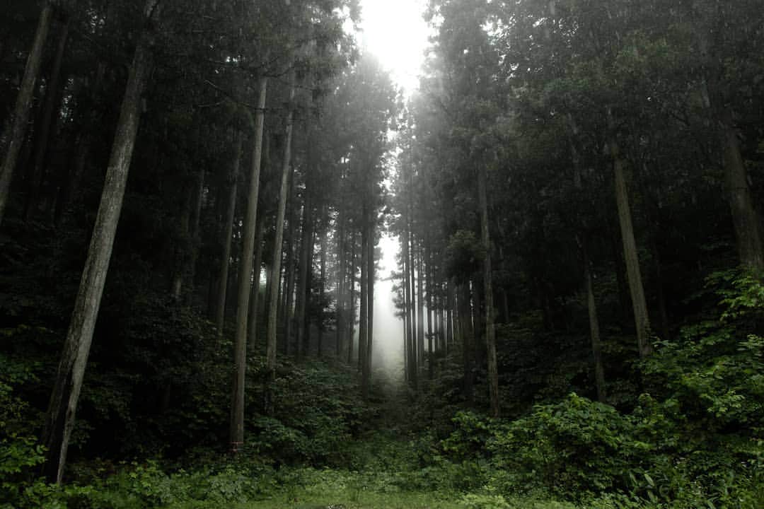 のインスタグラム：「deep forest. 奥美濃の山の中。 雨が降って、霧がかかって、とても幻想的だったのでついカメラを構えてしまった。 スキー場の営業回りは移動が大変だけど、たまにこういう心をうたれる風景に出会えることがあるから素敵だ。 #photography  #yukiyama」