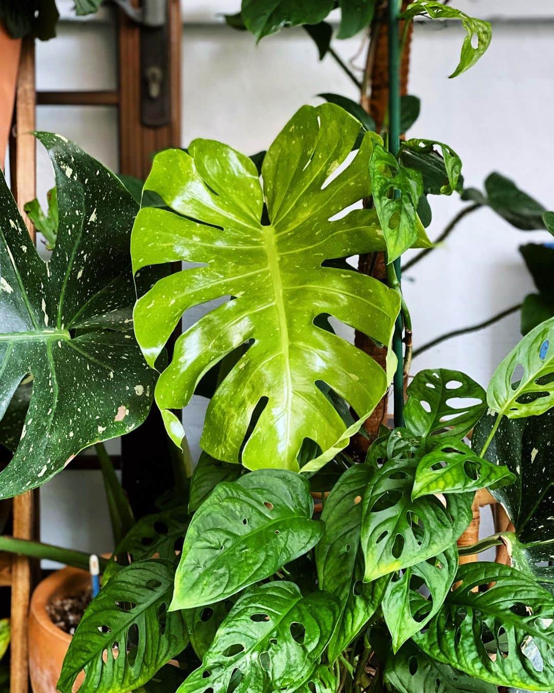 鄭碧瑩のインスタグラム：「Herman showing the rest who’s boss. . . . . #monstera #monsterathaiconstellation  #plantstagram #plantsofinstagram #houseplants #plantsmakepeoplehappy #botanical #instaplants #plants #foliage #leaf #plantflife #springintoplants #plantlady #plantpotters #crazyplantlady #houseplantclub #helloplantlover #plantshelfie #houseplantsofinstagram #houseofplantlovers #junglecollective #nofilter #gardeningsg #urbanjunglebloggers #sgplantclub #plantnerd」