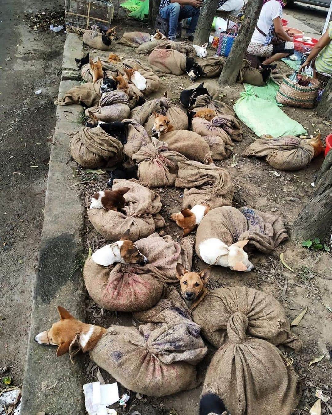 ティモシー・サイクスのインスタグラム：「⚠️WARNING: GRAPHIC IMAGES⚠️ Repost from @karmagawa Please share this with your followers and tag people, celebrities, influencers and news media who need to see this as the killing of dogs and eating them is still happening in Nagaland, India and MUST BE STOPPED NOW! This is illegal according to the laws of India so it is time we work together to spread awareness about this criminal activity and alert everyone to STOP THIS ANIMAL CRUELTY NOW! This is a sad picture of the animal bazar in Dimapur taken on the 26th of June as all the dogs are now being brought in from outside the state, coming from as far away as West Bengal and Assam. Trucks full of dogs are being taken to Nagaland at night, crossing the border illegally. The dogs mouths are tied with rope so that they cannot bark. Many die of suffocation on the way. Many of you can be bearers of change if you simply share this post with your followers, tag someone else who needs to see it and write an email to the one person who can stop this RIGHT NOW. We’re not going to give you a prepared letter because we want you to make your own. We want you to protest in a civilized manner to the Chief Secretary of Nagaland Mr Temjan Toy and ask for the police to stop the dog bazars and the dog restaurants in Nagaland. The police should stop the dogs from coming in and the smugglers MUST be caught before anymore innocent dogs are killed. This is his email: csngl@nic.in so please email him as we want as many emails to go to him in the next few days as possible to shut these dog smugglers down and save these poor innocent animals! Please use your social media platform for good and share this post with your followers and tag people who need to see this as we MUST save these poor dogs before it’s too late! #savethedogs #endanimalcruelty #karmagawa」